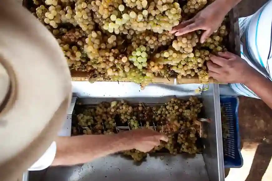 picking-grapes