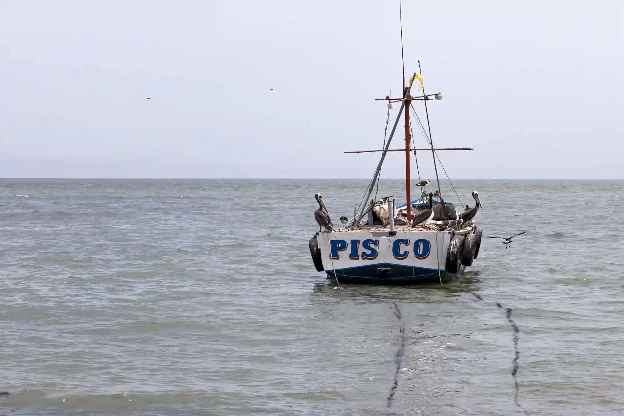 pisco-ica